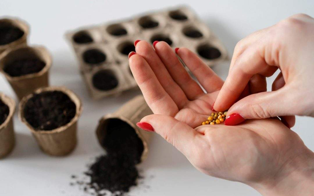 A close-up of hands holding a seeds